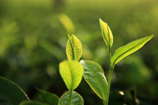 Fresh green tea leaves illuminated by warm morning sunlight in a tea plantation