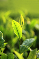 Fresh green tea leaves illuminated by warm morning sunlight in a tea plantation © AJay
