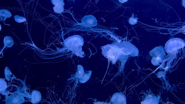 Golden Jellyfish Floating in Blue Aquarium Water