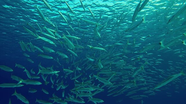The camera moves forward below a school of Yellowtail Barracuda, Sphyraena flavicauda formed into a ball swimming in blue water, glistening in the sunlight, against a rippled water surface.