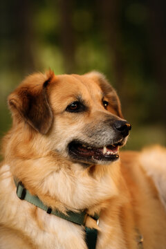 Vertical portrait of happy golden dog looking side close up outdoors. Cute fluffy pet face in profile profile view in forest at sunset. Fluffy mixed breed domestic animal in collar on blurred bokeh ba