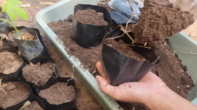 Planting soil into polybag.