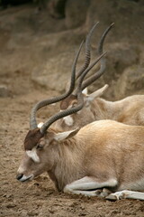 Addax © Martina Berg