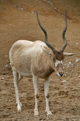 Addax © Martina Berg