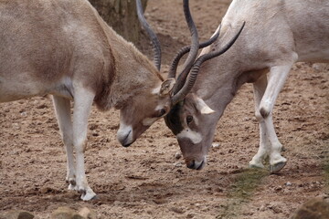 Addax © Martina Berg
