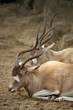 Addax