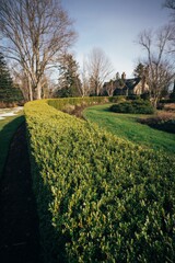 Obraz premium Curved Boxwood Hedge Framing Elegant Residential Landscape Garden in Spring Sunshine