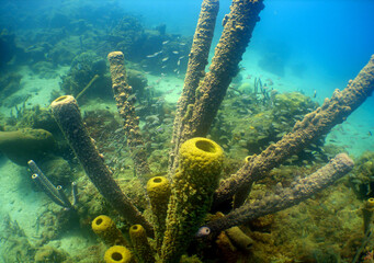 Colorful Coral Reef Ecosystem in the Caribbean Sea © gustavo