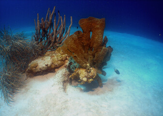 Colorful Coral Reef Ecosystem in the Caribbean Sea © gustavo