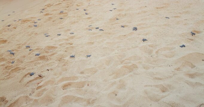 Numerous baby turtles crawl across sandy beach of Tioman Island, pausing at times before moving quickly toward sea. Soft waves gently carry them away, marking beginning of new life