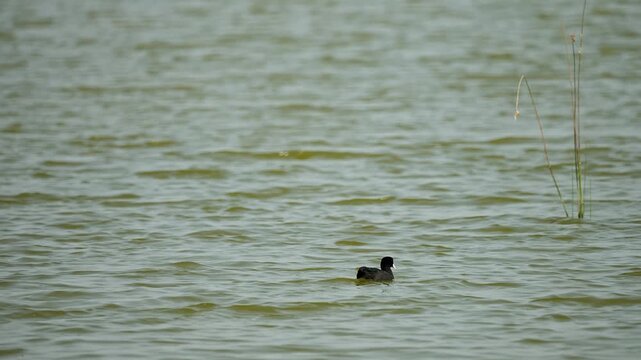 eurasian coot swimming on calm wetland water in gujarat india