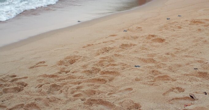 Tiny turtle hatchlings crawl across sandy beach of Tioman Island, making their way to sea. Some turtles are quickly swept away by small waves, while one hatchling struggles in little depression