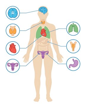 Human anatomy diagram featuring internal organ system icons for medical