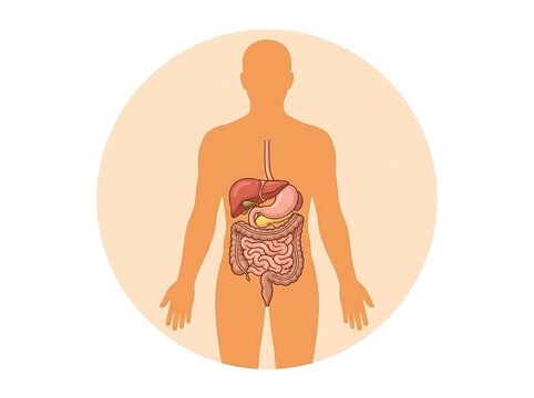 Human anatomy silhouette highlighting internal digestive and abdominal organs