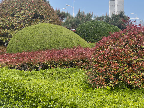 Neatly trimmed topiary shrubs featuring Photinia, juniper and Japanese holly 