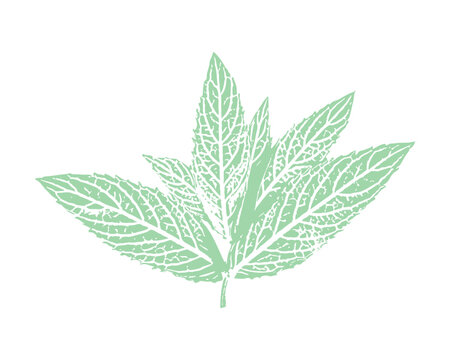 Botanical isolated element with mentha piperita leaf nature print, peppermint ink stamp branch for logo design and organic cosmetic brand identity, pastel mint green color palette, vector art on white
