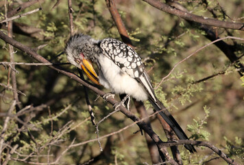 Southern Yellow-billed Hornbill grooming itself in a tree, Tockus leucomelas © Peter