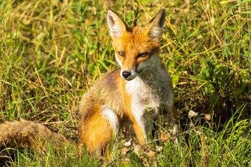 lis rudy (Vulpes vulpes) w naturze © Pit75Wawa