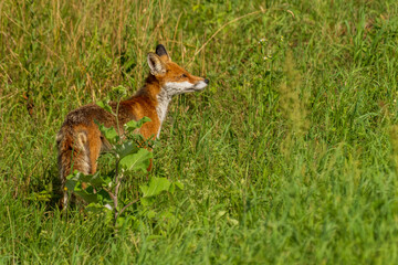 lis rudy (Vulpes vulpes) w naturze © Pit75Wawa