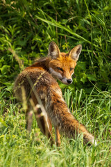 lis rudy (Vulpes vulpes) w naturze © Pit75Wawa