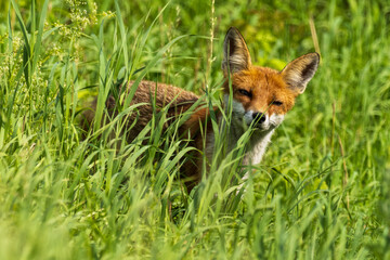 lis rudy (Vulpes vulpes) w naturze © Pit75Wawa