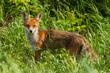 lis rudy (Vulpes vulpes) w naturze © Pit75Wawa