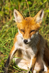 lis rudy (Vulpes vulpes) w naturze © Pit75Wawa