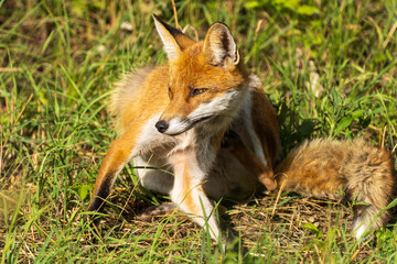 lis rudy (Vulpes vulpes) w naturze © Pit75Wawa