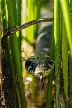 zaskroniec zwyczajny (Natrix natrix)