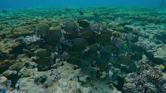 Shoal of Red Sea Sailfin Tang, Zebrasoma desjardinii with other tropical colorful fish swimming over flat-top on shallow coral reef in the evening.