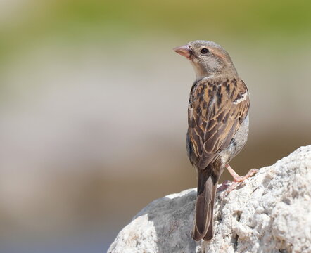 House Sparrow on rock, Passer domesticus, birds of Montenegro