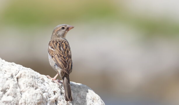 House Sparrow on rock, Passer domesticus, birds of Montenegro