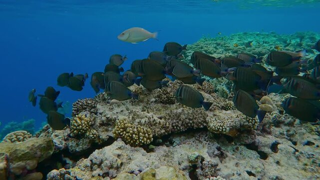 School of Red Sea Sailfin Tang, Zebrasoma desjardinii with other tropical fish swims above the flat-top on shallow coral reef approaching its edge and swimming down its slope