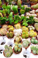 Fototapeta premium Mini bunny ears cacti in plastic box tray