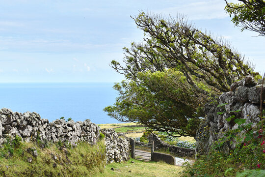 A stone wall lines a path with leaning trees in the background is an iron gate and the ocean