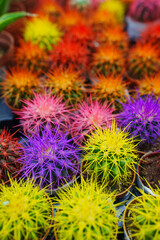 Vibrant dyed cactus needles vertical texture © Maria