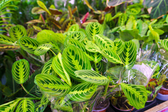 Potted maranta prayer plants wrapped for retail