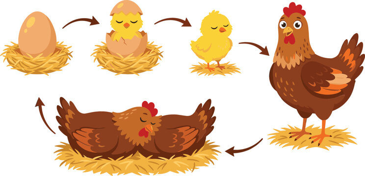 Life cycle of a chicken vector infographic diagram showing egg hatching chick and adult hen in cartoon style isolated on white background