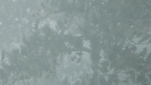 Fog fills the air in a forest as trees are barely visible. The setting is quiet and the fog creates a mysterious atmosphere during the early morning hours.
