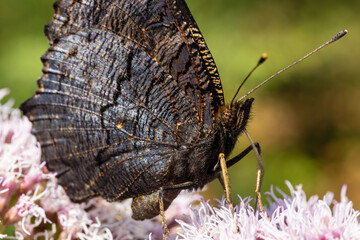 Rusałka pawik (Aglais io) © Pit75Wawa
