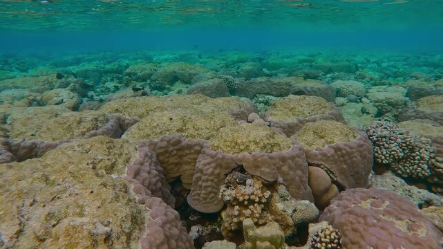 Flat-top of shallow coral reef with bite marks inflicted by feeding Parrotfish. Flat-top on shallow coral reef with multiple traces of teeth of coral-eating fishes.