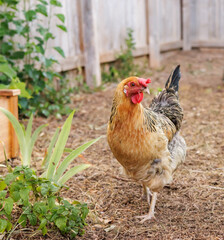 Backyard Egg Laying Chicken Portrait Sustainable Farming Homesteading © EdgeofReason