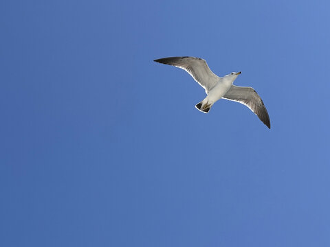 Seagull soaring high in the blue sky, showcasing its wings during a sunny day near the coast at midday