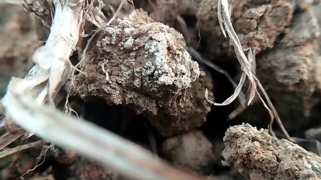 Close up eye level shot of a moldy earth clod with dry grass swaying actively.
