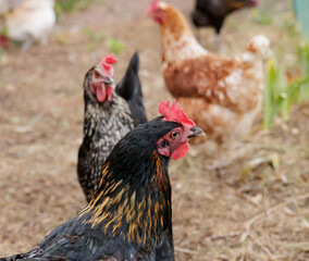 Backyard Egg Laying Chicken Portrait Sustainable Farming Homesteading © EdgeofReason