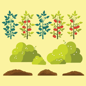 Flat vector illustration set of tomato plants in various color stages with green leaves and ripe red tomatoes, alongside green bush clusters and brown soil mounds, useful as garden and farming design 