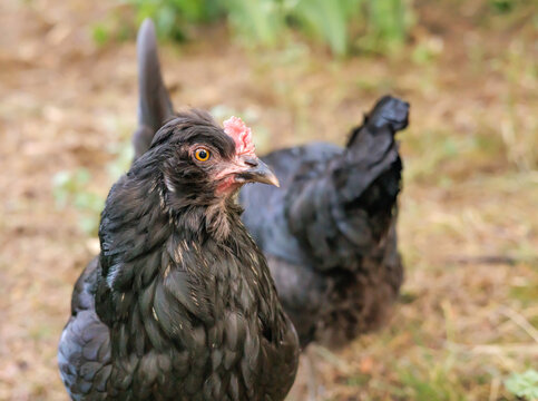 Backyard Egg Laying Chicken Portrait Sustainable Farming Homesteading