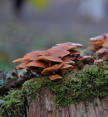 Stockschwämmchen © JS
