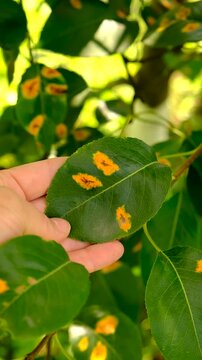 Yellow spots on pear leaves. Selective focus.