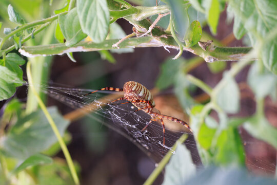 Large Garden Spider on Web among Tomato Plants